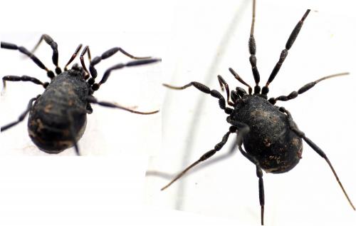 Nemastoma dentigerum
